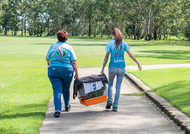 solly the koala on the way to be released